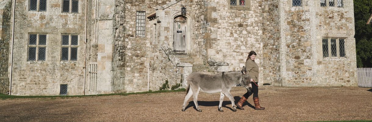 Donkey at Carisbrooke Castle on the Isle of Wight